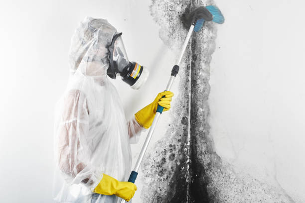 Best Mold Documentation for Insurance Claims  in Taylorvle, IL