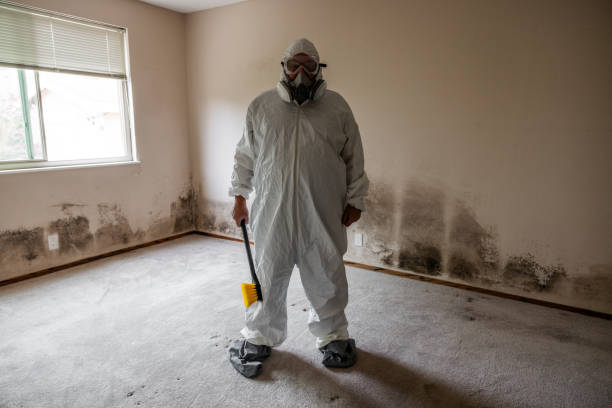 Trusted Taylorville, IL Mold Removal Experts